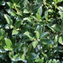 QuickHedge Hulsthaag 'Heckenpracht' (kant en klaar haag)